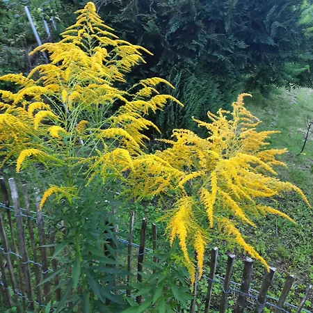 度假居 Am Schloss *