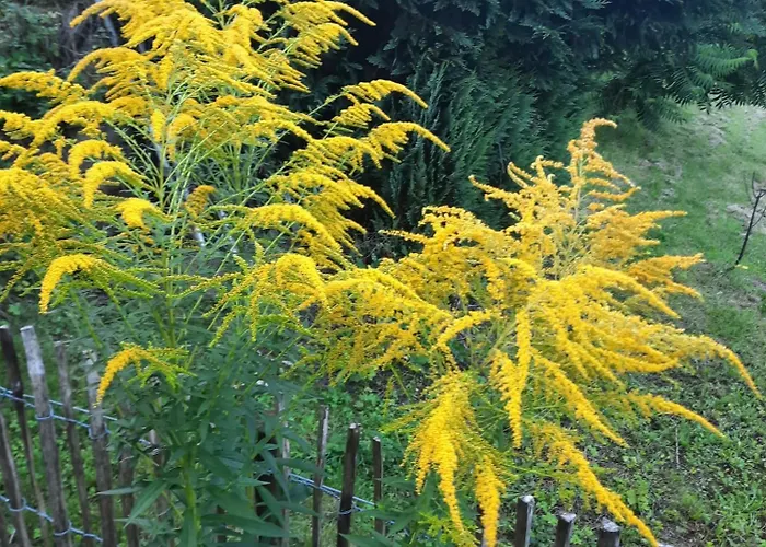 Dom wakacyjny Am Schloss *